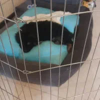 فروش دو دست پارک پت در حد نو