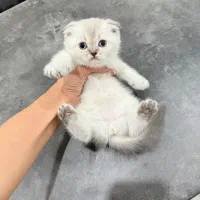 اسکاتیش فولد های جذاب