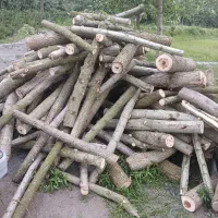 چوب صنوبر زغالی میوی