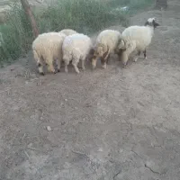 گوسفند