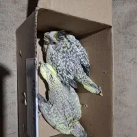 جوجه عروس هلندی