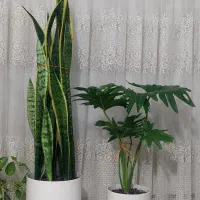کل سانسوریا. برگ انجیری. نو تازه خریداری شده