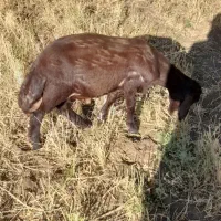بره قرمز افشار