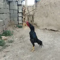 خروس لاری پدر اوشامو