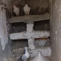 یک جفت کبوتر حراج