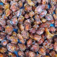 خشکبار