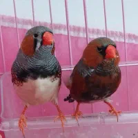 بیک سایز فنج