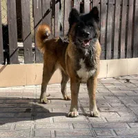 سگ امریکن آکیتا ماده