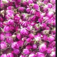 گل محمدی