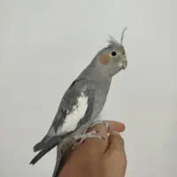 عروس هلندی اهلی