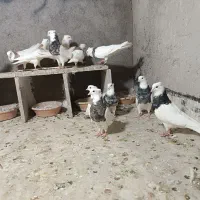 کبوتر طوقی