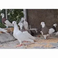 کفتر. جوجه وجوانه همه طوقی ب شرط پرش و جفتگاه