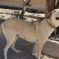 سگ پژدر جنسیت ماده