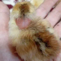 فروشی جوجه های یک هفته ای نزدیک 160