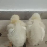 پخش جوجه گوشتی نژاد راس ۳۰۸فوق سنگین