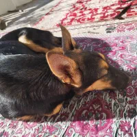توله ژرمن ۵ ماهه