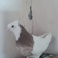 کبوتر طوقی