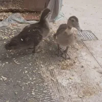 جوجه غاز سرحال بدونه