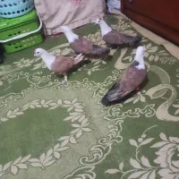 چهارتا کله سفید نر