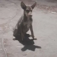 توله هاسکی نر دوماهه
