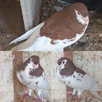 کبوتر