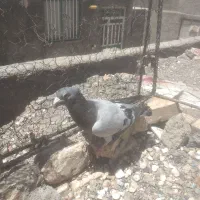 کبوتر