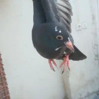 سیاه پلنگ ، گلی رسمی کلاهی  ، زرد رسمی کلاهی ،