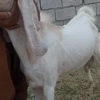 میش خونگی ابست هست با پاچن چاقو چله