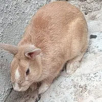 سه عدد خرگوش سالم بازیگوش