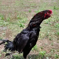 خروس لاری