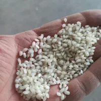 برنج اش یا گرده