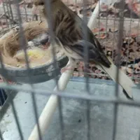 قناری ماده سوپری اماده پس کوزه