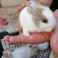 بچه خرگوش دورگه لوپ