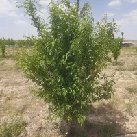 زمین با کاربری باغی/ دیوار کشی / سند تک برگ سبز