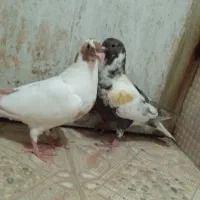 کبوتر  جفت جوجه افغان