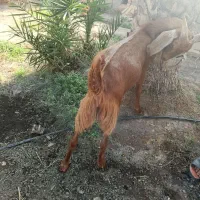 کهره فروشی