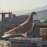 کبوتر|پرنده|نیشابور, دارایی|دیوار