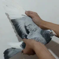 فروش بر رنگ پلنگ نر