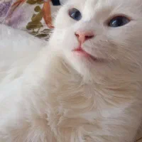 گربه