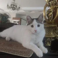 واگذاری  یک گربه دختر
