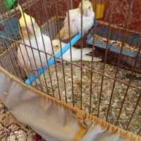 سلام جفت لوتینیو نرو ماده
