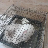 یک جفت خرگوش لوپ واکسن خورده با قفس