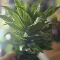 فروش انواع گل های آپارتمانی