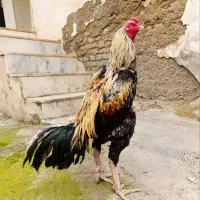 خروس و مرغ لاری
