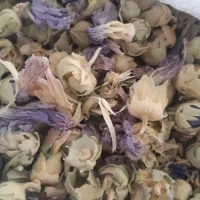 گل ختمی
