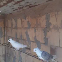 کفتر گرفتنی دونه ۱۰۰
