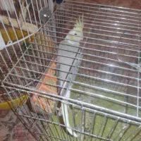 عروس هلندی