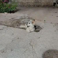 سگ پاپی پامری متوسط
