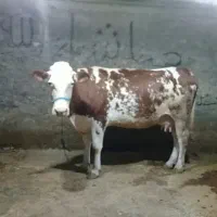 گاو سیمینتال ۱۵کیلوشیر