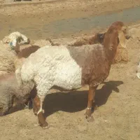 میش چاق استاق..